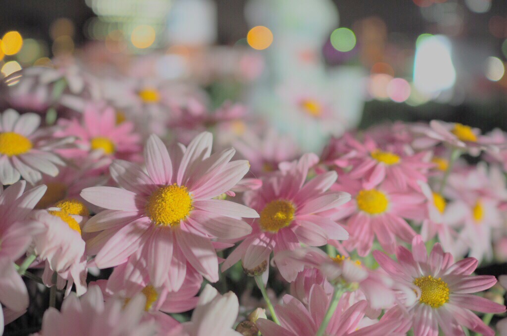 spring*