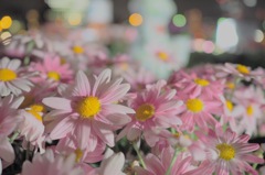 spring*