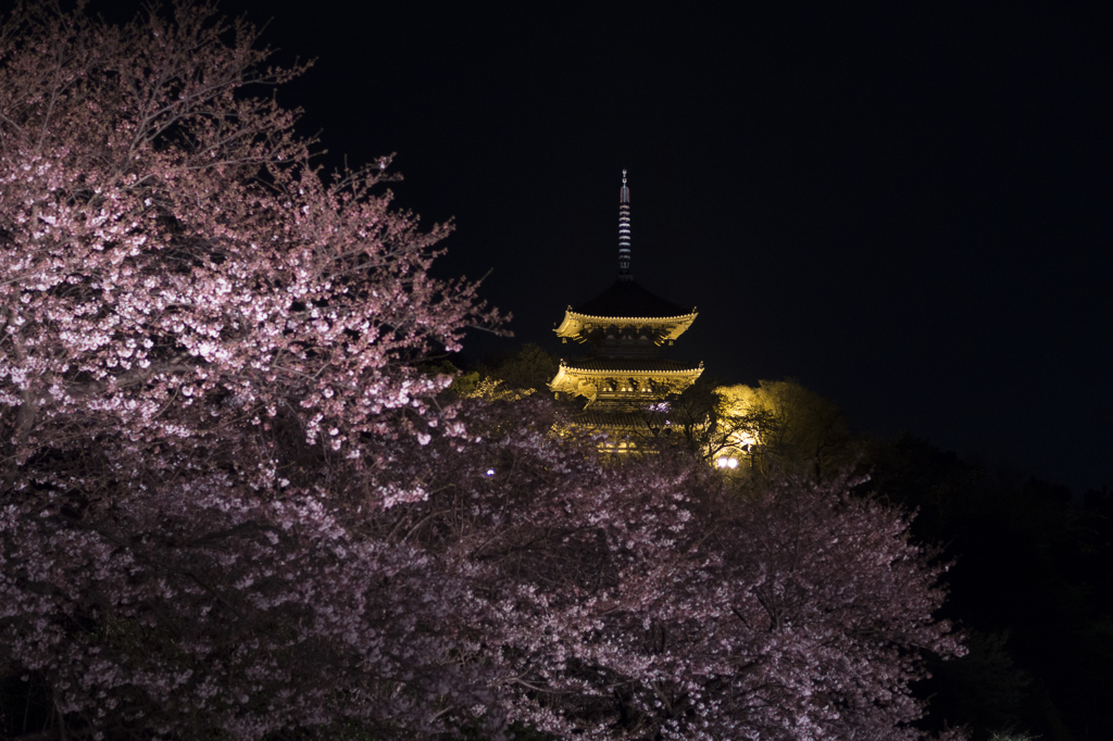 夜桜  三重塔