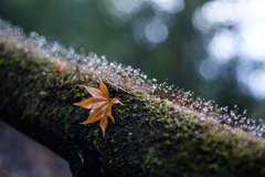 フレッシュな fallen leaves
