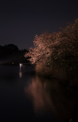  夜桜水面 