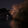  夜桜水面 