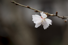 冬桜