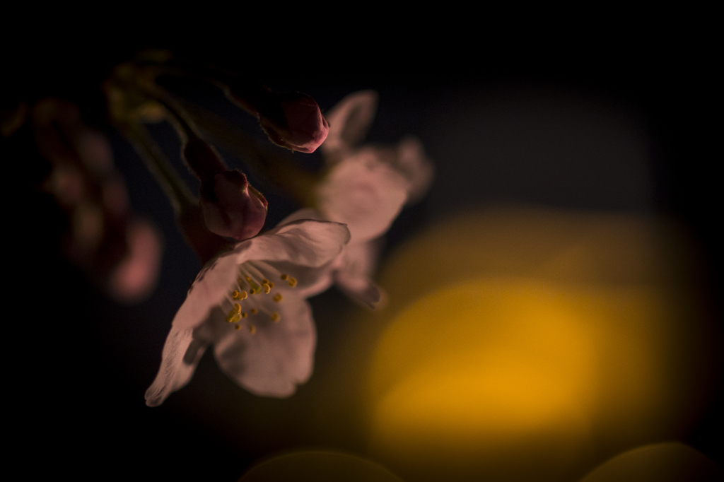 夜桜 
