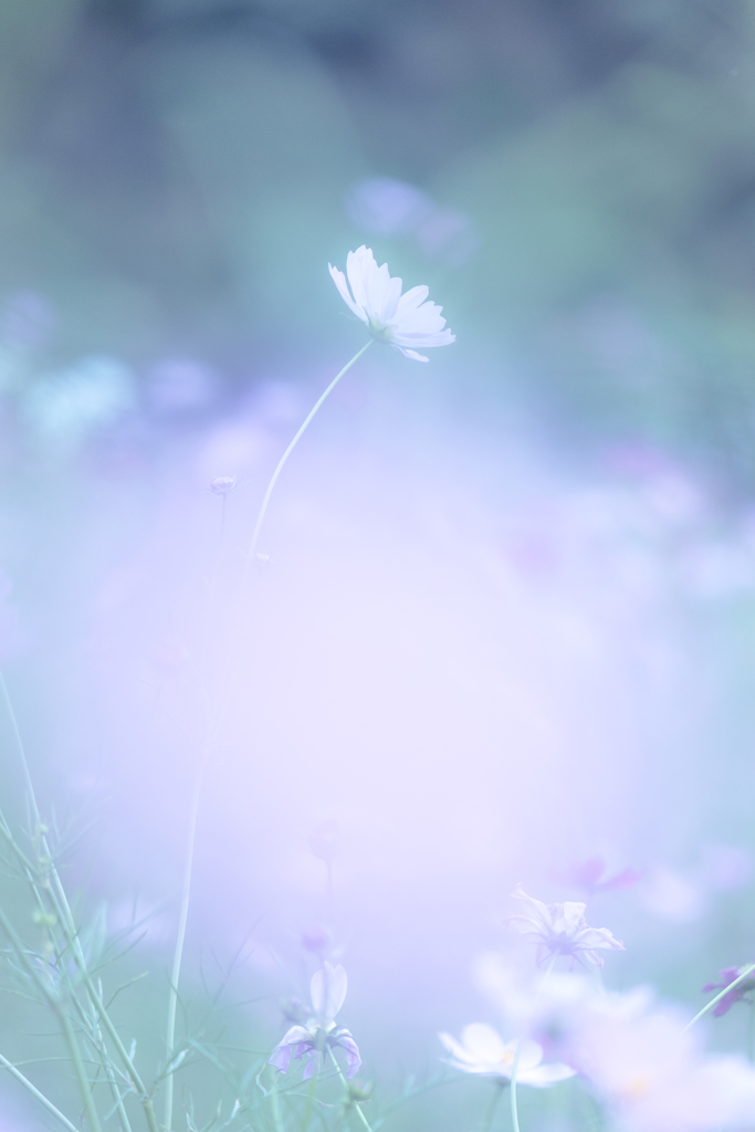 記憶の中で