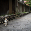 おっちゃんと猫