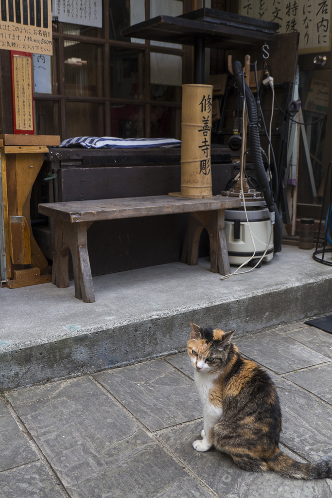 修善寺彫りと猫