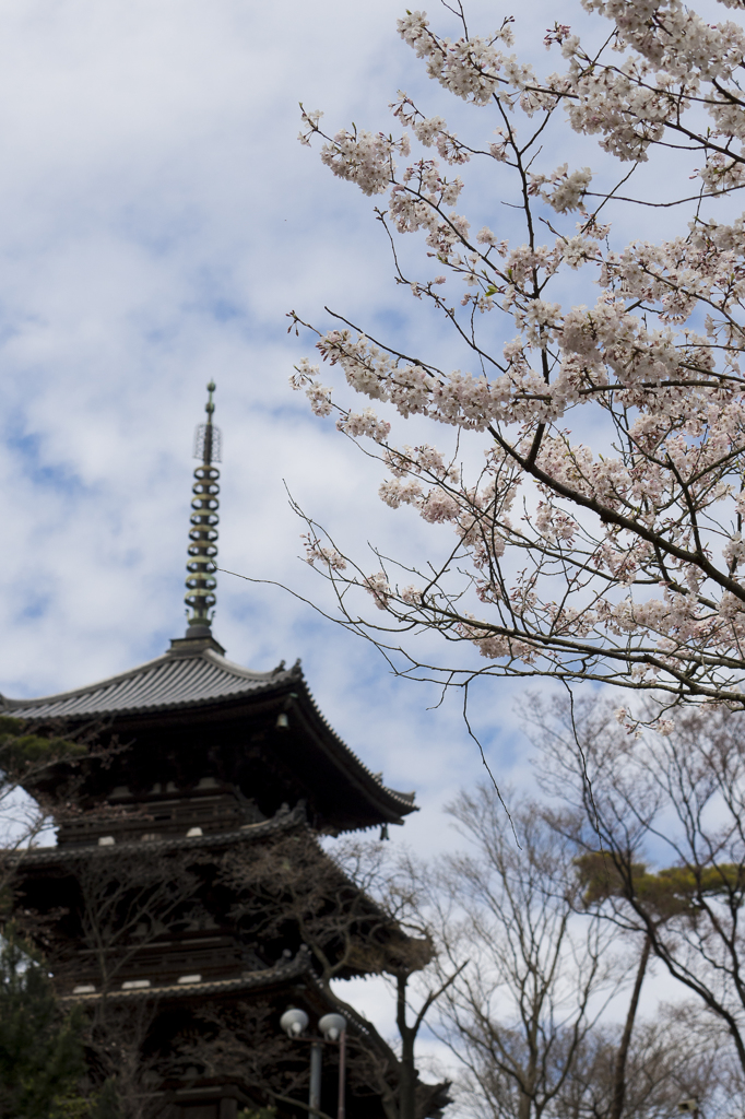 三重の塔と桜