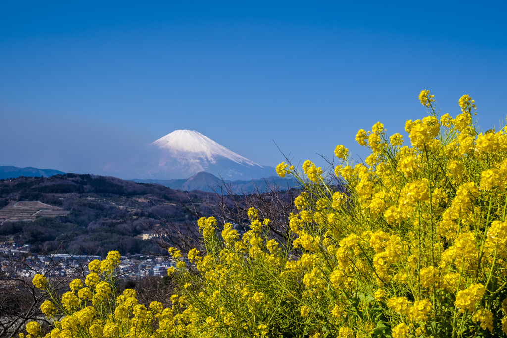 富士と菜の花