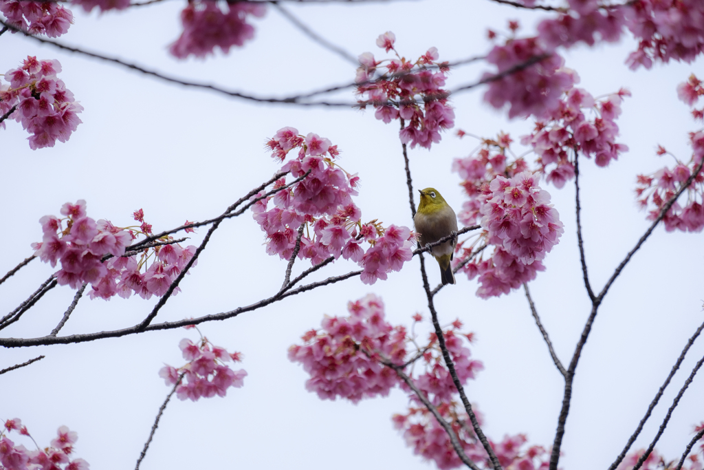 寒緋桜ジロー