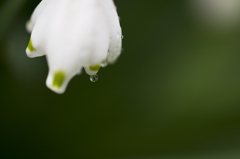 小さな花の小さな世界