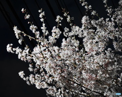 Sakura. It's difficult for me.