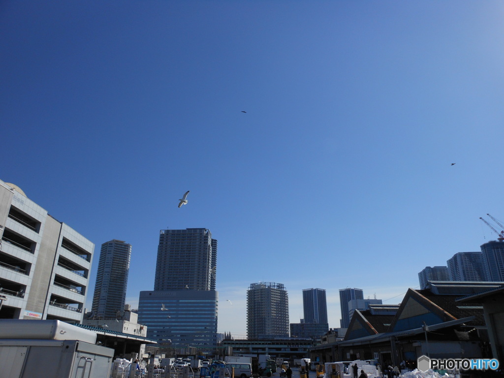 冬の築地市場　かもめと青い空