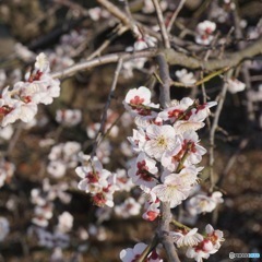Spring Close