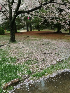 桜@豊橋公園