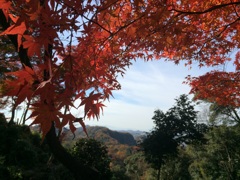 犬山の紅葉