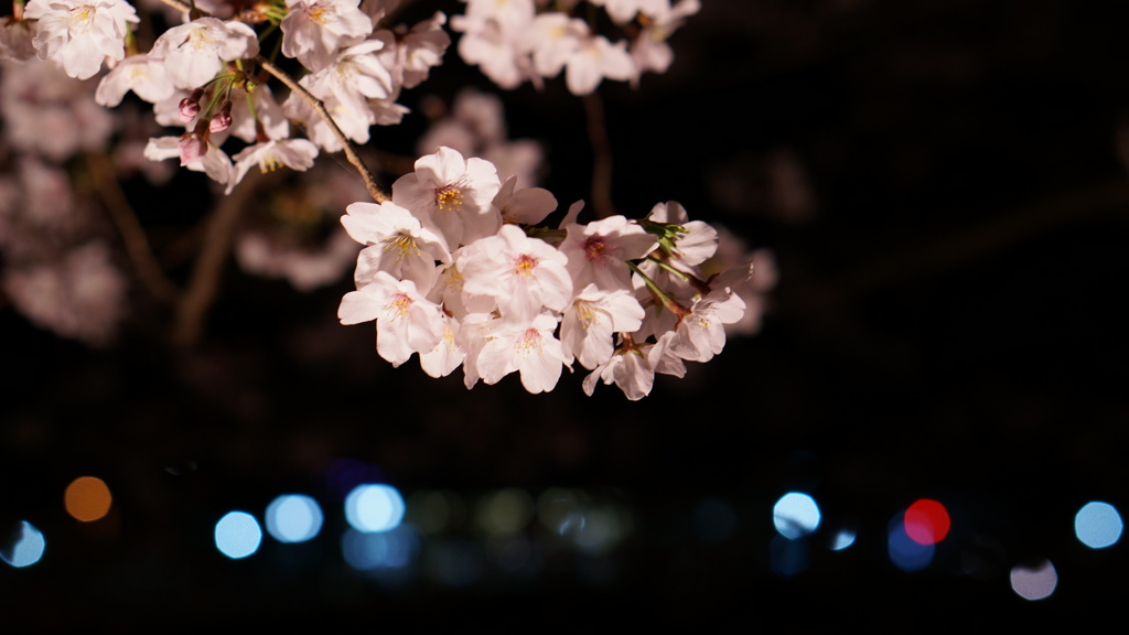 駅裏川沿夜桜