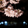 駅裏川沿夜桜