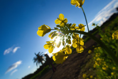 早朝の菜の花