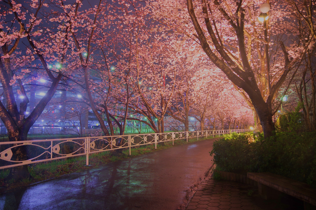 雨桜