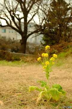 冬の菜の花