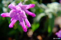 アメジストセージ