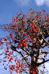 赤い実と青空
