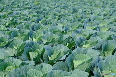 キャベツ畑