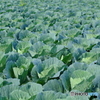 キャベツ畑