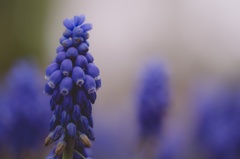 ブドウみたいな花