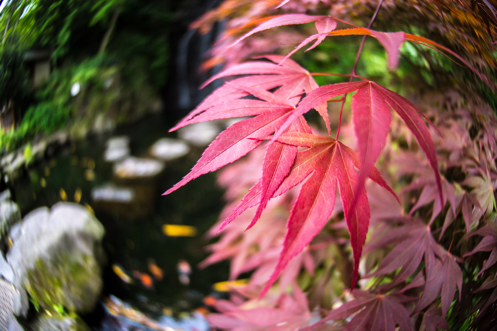 春の紅葉