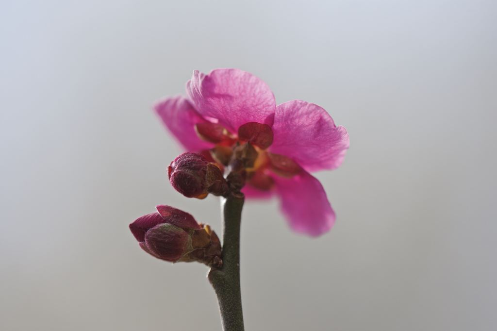 紅梅
