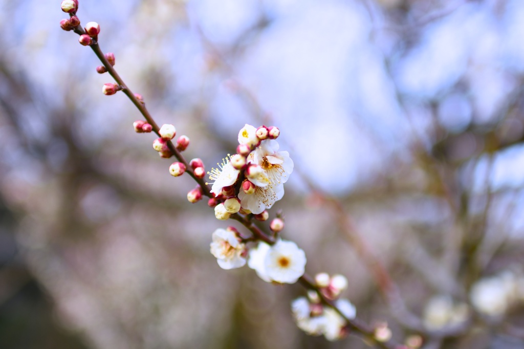 北山公園 梅の花