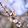 北山公園 梅の花