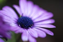 紫の花