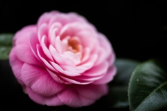 花の名前は知らない