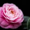 花の名前は知らない