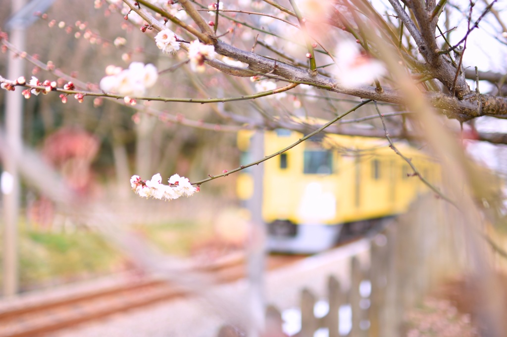 梅と電車