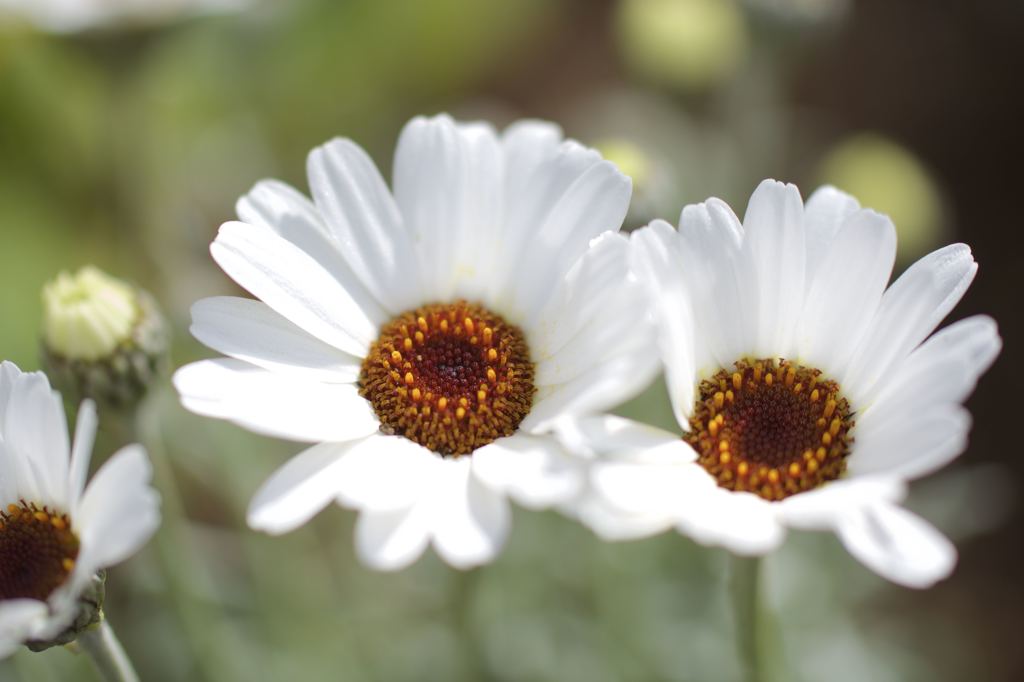 双子の花
