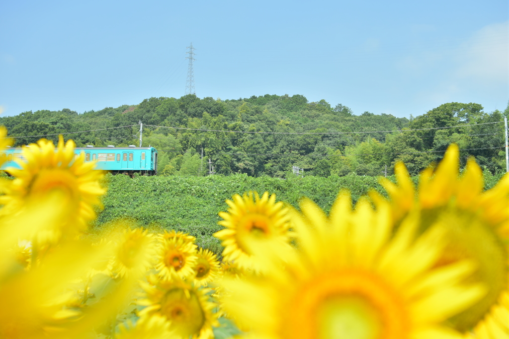 夏を駆ける列車