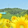 夏を駆ける列車