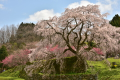 咲き誇る又兵衛桜