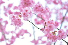 早咲きの桜