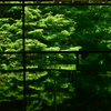 京の青もみじ