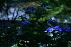 hydrangea in shadow