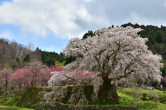 貫禄の老桜