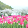 その時、春が二人に微笑んだ。