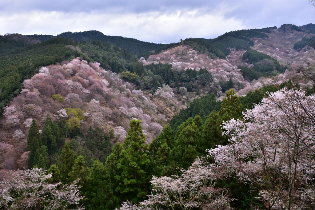 一目千本 山染める桜