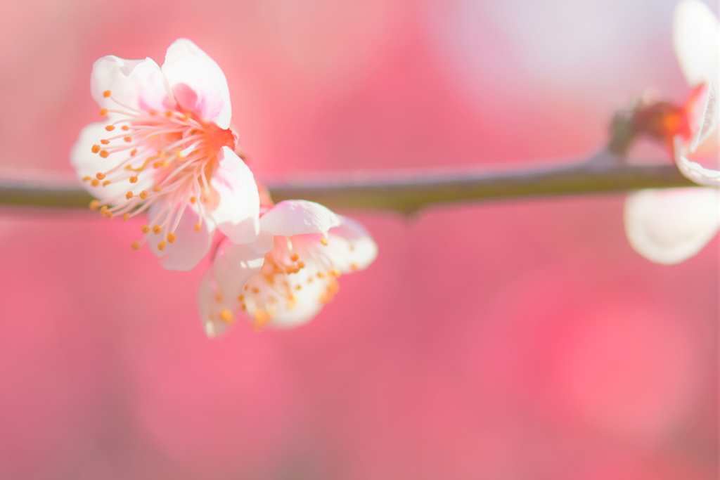 甘く華やぐ
