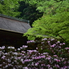 石楠花の咲く寺